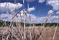 Cattails in bogs