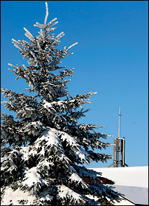 Tree with snow