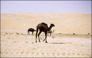 Camels in Saudi Arabia