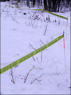 Damaged shrubs - photo by Michael Jacobson