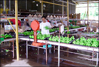 Weighing Bananas