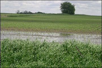 wet fields