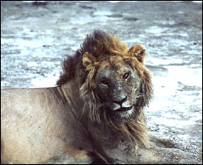 African lion