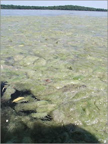 Algae bloom on Rice Lake