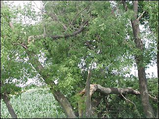 wind-damaged trees