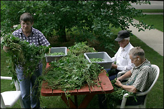 sorting beans