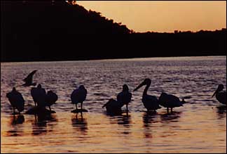 Pelicans at dusk