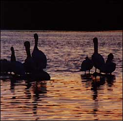 Pelicans on Koronis