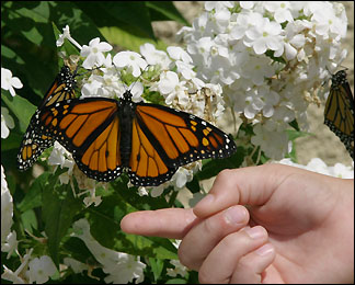 Schmetterling am Blumen