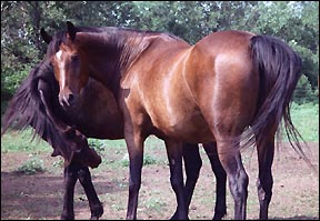 Mike Flanders' horses