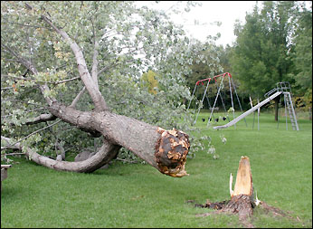 Fallen tree