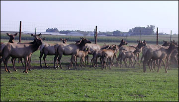 Kotchevar's elk herd