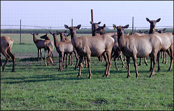 Kotchevar's elk herd