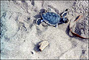 sea turtles in costa rica