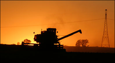 Harvesting soybeans