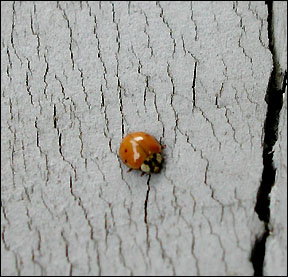 Asian lady beetles