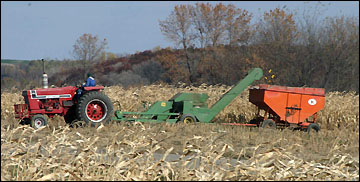 Picking corn