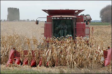 Corn harvest