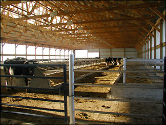 CoJo new dry heifer barn