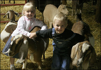 kids with goats