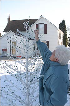 Darlene Wendlandt Tree