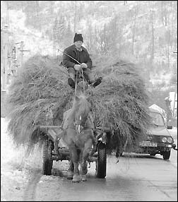 Horse-drawn cart in Romania