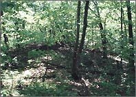 Wooded areas