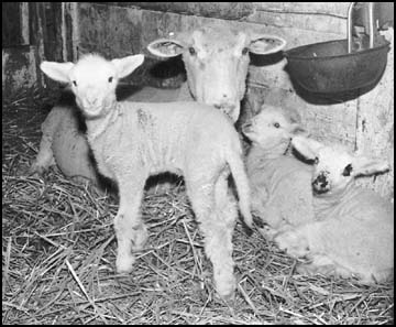 Lambs