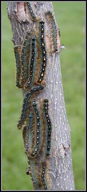 Caterpillars