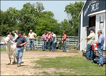 Hecht walking cow