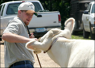 pulling cow