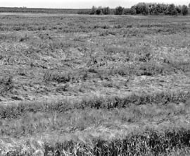 Wilting Barley Field