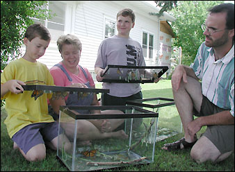 Schmetterling Familie