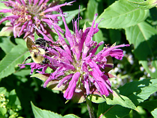 bee on flower