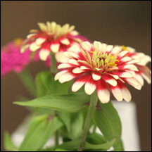 Zinnias