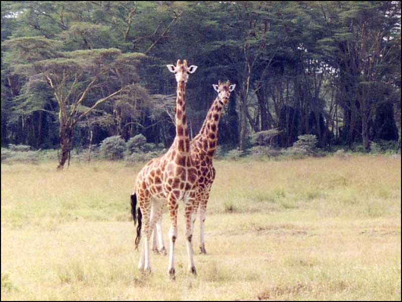 Giraffes