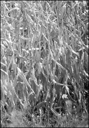 Rows of corn