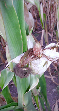 Dried corn