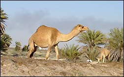 Camels on road