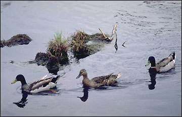 ducks swimming